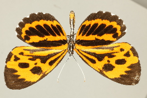  ( - DZ75.285)  @11 [ ] c (2025) Diego Dolibaina UFPR