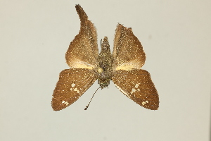  ( - DZ75.400)  @11 [ ] c (2025) Diego Dolibaina UFPR