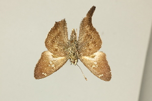  ( - DZ75.400)  @11 [ ] c (2025) Diego Dolibaina UFPR