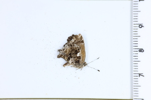  (Strymon cambrusa - DRD1319)  @11 [ ] c  Diego Dolibaina Universidade Federal do Parana