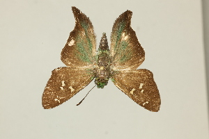  ( - DZ75.401)  @11 [ ] c (2025) Diego Dolibaina UFPR