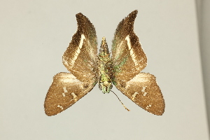  ( - DZ75.401)  @11 [ ] c (2025) Diego Dolibaina UFPR