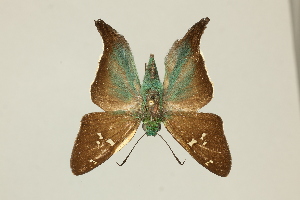  ( - DZ75.402)  @11 [ ] c (2025) Diego Dolibaina UFPR