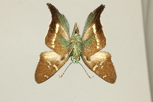  ( - DZ75.402)  @11 [ ] c (2025) Diego Dolibaina UFPR