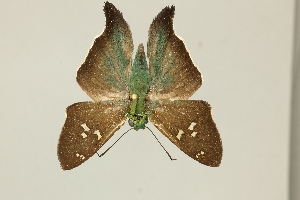  ( - DZ75.403)  @11 [ ] c (2025) Diego Dolibaina UFPR