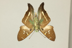  ( - DZ75.403)  @11 [ ] c (2025) Diego Dolibaina UFPR