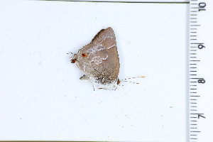  ( - DRD1629)  @11 [ ] c  Diego Dolibaina Universidade Federal do Parana