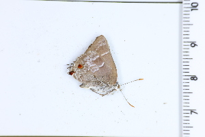  ( - DRD1630)  @11 [ ] c  Diego Dolibaina Universidade Federal do Parana