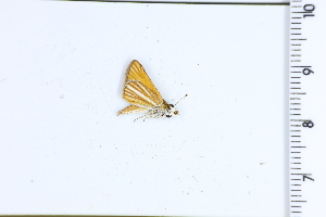  (Oarisma jean - DRD1639)  @11 [ ] c  Diego Dolibaina Universidade Federal do Parana