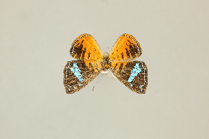  (Argyrogrammana astuta - DZ33.174)  @11 [ ] c (2025) Diego Dolibaina UFPR