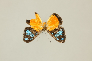  ( - DZ30.921)  @11 [ ] c (2025) Diego Dolibaina UFPR