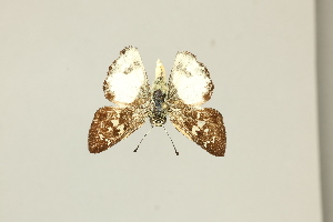  ( - DZ75.412)  @11 [ ] c (2025) Diego Dolibaina UFPR