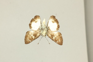  ( - DZ75.412)  @11 [ ] c (2025) Diego Dolibaina UFPR