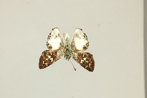  ( - DZ75.413)  @11 [ ] c (2025) Diego Dolibaina UFPR