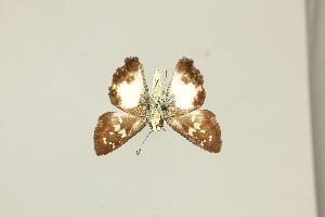  ( - DZ75.413)  @11 [ ] c (2025) Diego Dolibaina UFPR