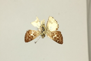  ( - DZ75.415)  @11 [ ] c (2025) Diego Dolibaina UFPR