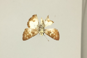  ( - DZ75.415)  @11 [ ] c (2025) Diego Dolibaina UFPR