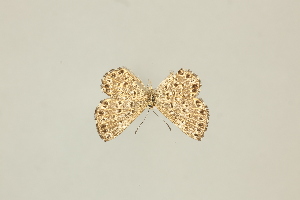  (Zabuella maculosa - DZ49.734)  @11 [ ] c (2025) Diego Dolibaina UFPR