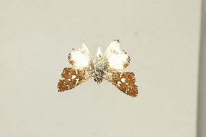  ( - DZ75.416)  @11 [ ] c (2025) Diego Dolibaina UFPR