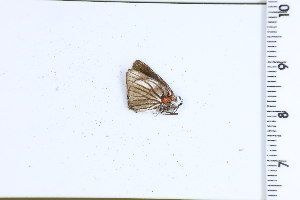  ( - DRD1662)  @11 [ ] c  Diego Dolibaina Universidade Federal do Parana