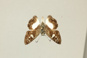  ( - DZ75.422)  @11 [ ] c (2025) Diego Dolibaina UFPR