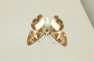  ( - DZ75.422)  @11 [ ] c (2025) Diego Dolibaina UFPR