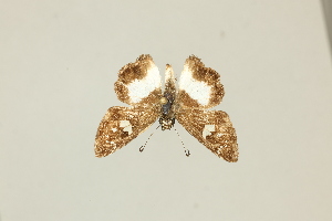  ( - DZ75.428)  @11 [ ] c (2025) Diego Dolibaina UFPR