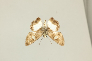  ( - DZ75.428)  @11 [ ] c (2025) Diego Dolibaina UFPR