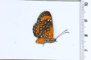  ( - DRD1687)  @11 [ ] c  Diego Dolibaina Universidade Federal do Parana