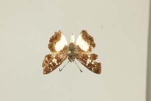  ( - DZ75.433)  @11 [ ] c (2025) Diego Dolibaina UFPR