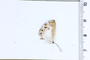  ( - DRD1688)  @11 [ ] c  Diego Dolibaina Universidade Federal do Parana