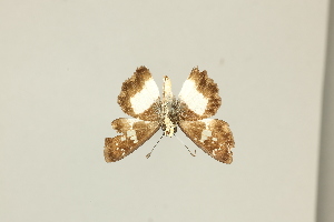  ( - DZ75.433)  @11 [ ] c (2025) Diego Dolibaina UFPR