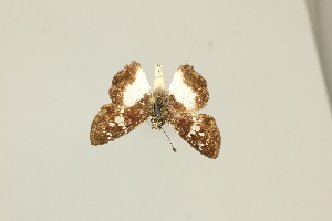  ( - DZ75.434)  @11 [ ] c (2025) Diego Dolibaina UFPR