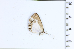  ( - DRD1690)  @11 [ ] c  Diego Dolibaina Universidade Federal do Parana