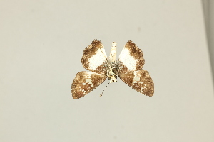  ( - DZ75.434)  @11 [ ] c (2025) Diego Dolibaina UFPR