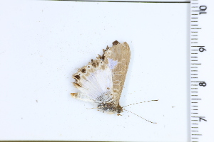  ( - DRD1691)  @11 [ ] c  Diego Dolibaina Universidade Federal do Parana