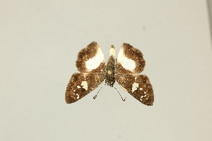  ( - DZ75.435)  @11 [ ] c (2025) Diego Dolibaina UFPR