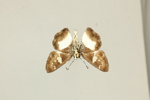  ( - DZ75.435)  @11 [ ] c (2025) Diego Dolibaina UFPR