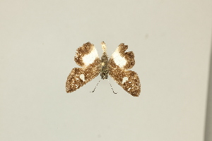  ( - DZ75.436)  @11 [ ] c (2025) Diego Dolibaina UFPR