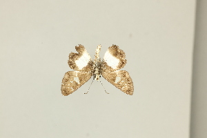  ( - DZ75.436)  @11 [ ] c (2025) Diego Dolibaina UFPR