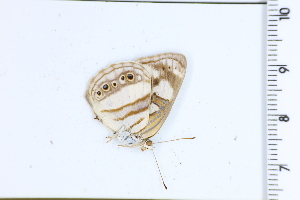  ( - DRD1695)  @11 [ ] c  Diego Dolibaina Universidade Federal do Parana