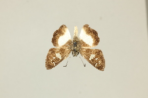  ( - DZ75.437)  @11 [ ] c (2025) Diego Dolibaina UFPR