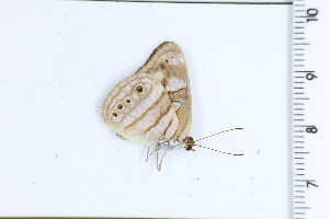  ( - DRD1696)  @11 [ ] c  Diego Dolibaina Universidade Federal do Parana