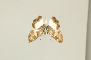  ( - DZ75.437)  @11 [ ] c (2025) Diego Dolibaina UFPR