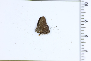  ( - DRD1708)  @11 [ ] c  Diego Dolibaina Universidade Federal do Parana