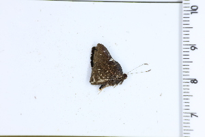  ( - DRD1709)  @11 [ ] c  Diego Dolibaina Universidade Federal do Parana