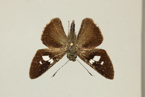  ( - DZ75.444)  @11 [ ] c (2025) Diego Dolibaina UFPR