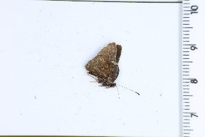  ( - DRD1710)  @11 [ ] c  Diego Dolibaina Universidade Federal do Parana