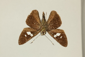  ( - DZ75.444)  @11 [ ] c (2025) Diego Dolibaina UFPR