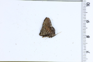  ( - DRD1711)  @11 [ ] c  Diego Dolibaina Universidade Federal do Parana